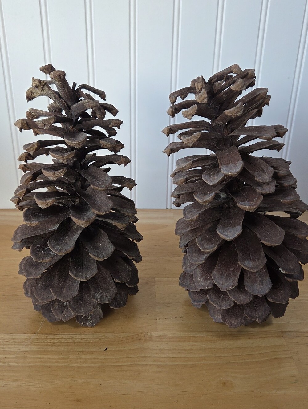 Georiga Pine Cones A Pair 8 Inches Tall (3)